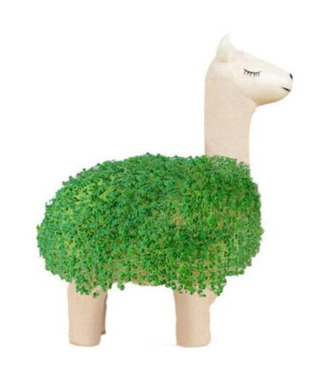 Gift Republic  | Gift Republic Green Lama Mit Chia Samen